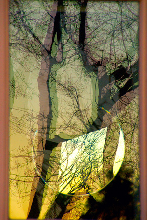 Window, mirror, and Trees