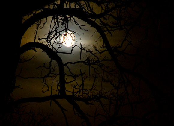 Moon Branches